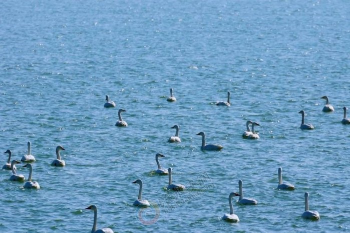 ʪ����̬���������뻭��