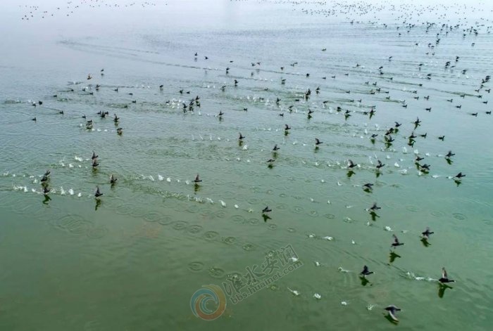 ʪ����̬���������뻭��