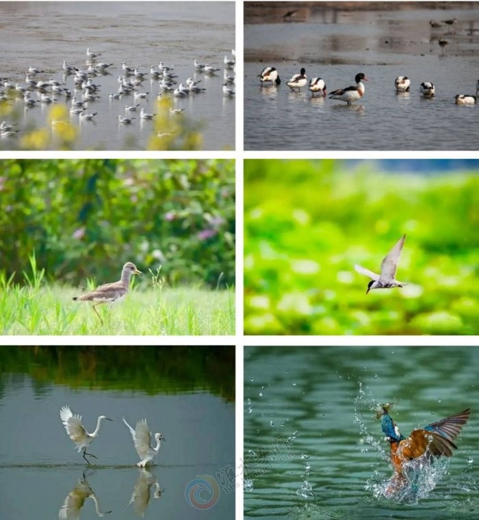 ʪ����̬���������뻭��